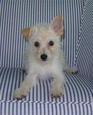El cadell Alfie el Chi-Poo està sobre un sofà de ratlles blanques i blanques