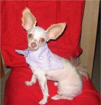 Tuffy the Chipoo indossa una bandana viola chiaro. È seduto su una sedia rossa e guarda al supporto della fotocamera. Le sue orecchie sono molto grandi e sporgenti.
