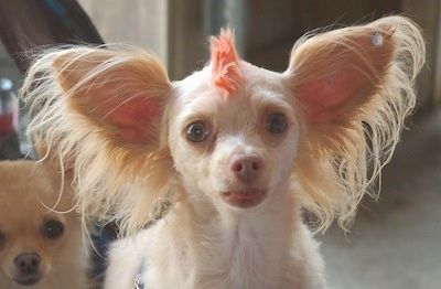 Zblízka - Chipoo Tuffy má veľmi veľké okrajové uši a červený Mohawk. Naľavo za ním je ďalší pes