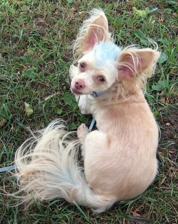 Tuffy the Chipoo ima modri mohawk in zelo velika ušesa. Leži zunaj v travi in ​​gleda v držalo za kamero. Dlaka je kratka na telesu in daljša na repu, ušesih in glavi