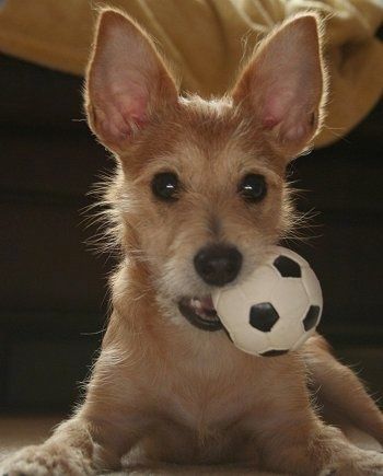 Primo piano - Harley il cucciolo Chi-Poo dalle grandi orecchie marrone chiaro è sdraiato su un pavimento con un minuscolo pallone da calcio in bocca