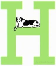 Narisan pes leži sredi velike črke H.