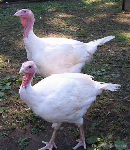 Noor valge tom (tagumine) ja noor valge kana (ees) kõnnivad üksteise kõrval laigulises rohus. Nad liiguvad vasakule.
