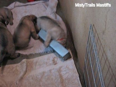 Yakın Çekim - Kafası yemek kabının içinde ve kasenin arka ucunun etrafına bir pençe sarılmış olan köpek yavrusu