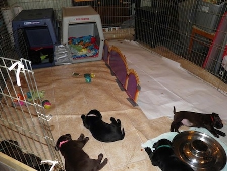 Filhotes deitados na área de dormir perto de brinquedos para cães