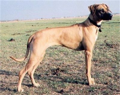 Nhìn từ phía trước - Một con chó xoáy Rhodesian đang đứng trên cỏ và nó đang nhìn sang bên trái.