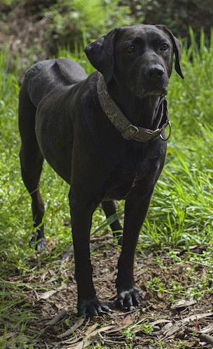 En stor svart hund med ett glänsande fast, mjukt svart lager som lägger sig i gräs. Hunden har en linje längs ryggen där håret går i en annan riktning.