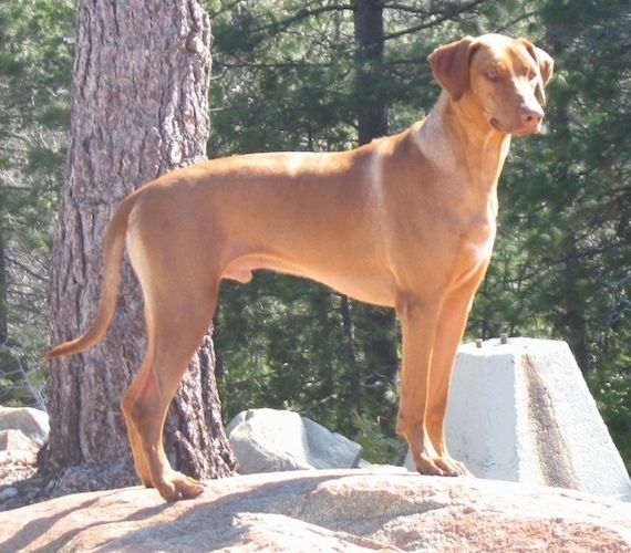 Phía bên phải của một con chó xoáy Rhodesian mũi cao, mũi cao, đang đứng trên một tảng đá và nó đang nhìn về phía trước và bên phải. Có một cái cây đằng sau nó