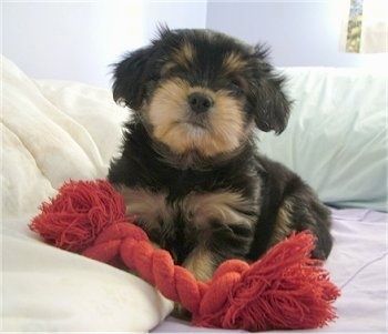 Un petit cadell negre amb marró marró Jarkie està estirat sobre un llit amb una joguina de corda vermella al davant que és gairebé tan gran com el cadell.