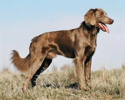 ایک ہلکا چاندی کا ویمارنر پللا ایک اونچے قدم پر بیٹھا ہوا ہے ، اس کا سر دائیں طرف تھوڑا سا جھکا ہوا ہے اور وہ آگے کی طرف دیکھ رہا ہے۔ کتا