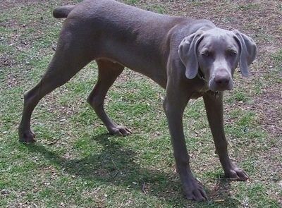 Uždaryti - Veimaro veislės šuns, stovinčio ant kilimo, veidas, kurio sidabrinės akys yra plačiai atvertos, o į šonus kabo ilgos minkštos pilkos ausys.