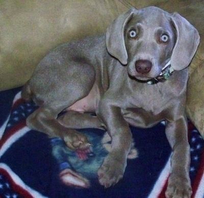 Iš arti - Veimaranerio šuniukas laikomas ant rankų, vilkint baltus marškinius. Šuo turi labai plačias švelniai atrodančias ausis ir kepenimis rudą nosį sidabrinėmis mėlynomis akimis.