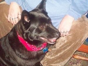 Lähedus - must Akita Chow koera esikülg, kes kannab punast bandanat ja istub inimese ees maas.