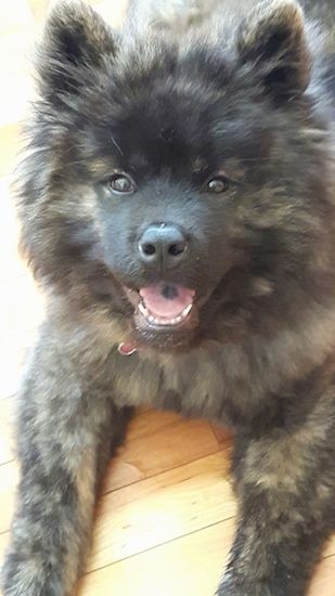 Storas kailis, purus juodas ir rudai rudas šuo su mažomis ausimis, migdolo formos rudomis akimis, juoda nosimi ir šypsena veide. Jo liežuvyje yra juoda dėmė. Tai atrodo kaip meškiukas.