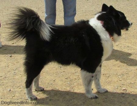 Kairė juodo su balta Akita Chow, stovinčio šunų parke, pusė. Už jos yra kojos.