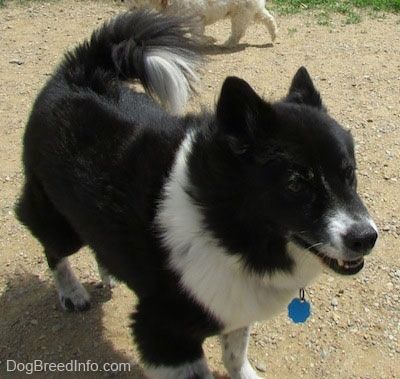 Šunų parke stovinti juoda su balta Akita Chow. Už jos nugaros šniokščia kitas šuo.