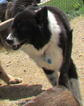 Lähivõttepilt - must ja valge Akita Chow kõnnib tema ees lamava koera taga ja see vaatab vasakule.