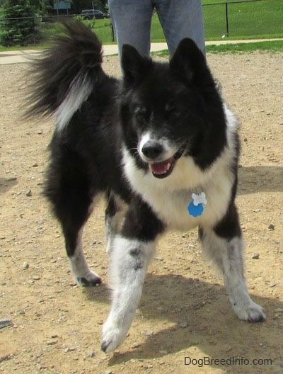 Priekinė dešinė storo dengto juodo su balta Akita Chow puse, žaidžianti šunų parke. Šuo turi ilgą uodegą, kuri susisuka per nugarą, ant jos ilgi juodi plaukai ir mažos perkeltos ausys su didele juoda nosimi ir tamsiomis akimis.