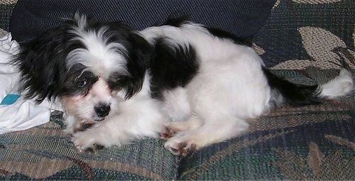 Anak anjing Cava-Tzu hitam dan putih sedang berbaring di sofa dan ada tuala di sebelahnya
