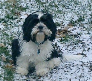 Charlie, der schwarz-weiße Cava-Tzu, sitzt auf Schnee und Gras