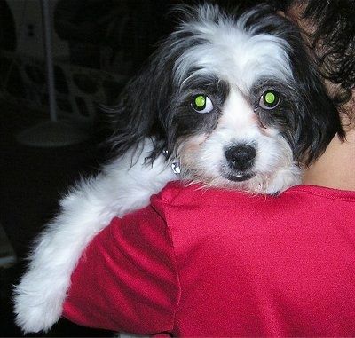 Close Up - ลูกสุนัข Cava-Tzu สีดำและสีขาวถูกอุ้มไว้บนไหล่ของคน บุคคลดังกล่าวสวมเสื้อสีแดง