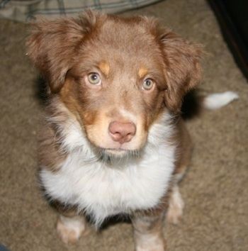 Bir halı üzerinde oturan beyaz ve kahverengi Texas Heeler köpek yavrusu olan bir çikolatanın yukarıdan aşağıya görünümü ve yukarı bakıyor. Kulaklarında kahverengi bir burnu ve tüyleri vardır.