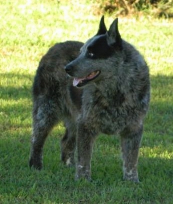 Önden yandan görünüm - Sola bakan çimenlerin arasında duran, ağzı açık ve dili dışarı çıkmış bir merle Texas Heeler köpeği. Küçük dik kulaklara sahiptir.