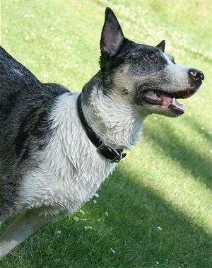 Çim bir yüzey üzerinde duran siyah beyaz bir Texas Heeler köpeğinin ön sağ tarafı yukarı bakıyor, ağzı açık ve dili ağzından sarkıyor.