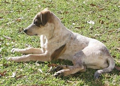 Kahverengi ve siyah Texas Heeler köpek yavrusu olan bir beyazın sol tarafı, bir çimenlik alanda uzanıyor ve sola bakıyor. Kulakları kıvrımlıdır.