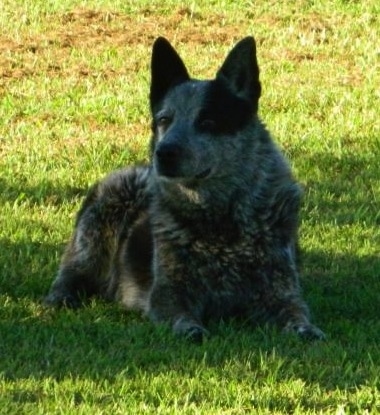 Önden görünüm - Sola bakarak çimenlerin arasında gölgede yatan bir diken kulaklı, merle Texas Heeler köpeği. Dik kulakları var.