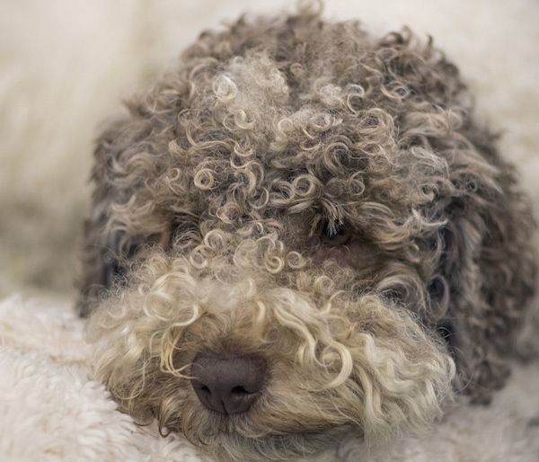 Nahaufnahme Kopfschuss - ein brauner, brauner und weißer lockiger Hund mit einer braunen Nase und dunklen Augen, in die Haare fallen.