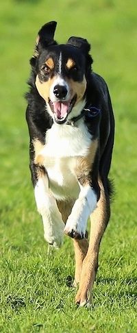 فرنٹ ویو ایکشن شاٹ - ایک سیاہ فام ٹین اور سفید نیوزی لینڈ کا ہیڈنگ کتا ایک لان پر گھاس چل رہا ہے۔ اس کا منہ کھلا ہے اور اس کے اگلے پنجے زمین سے دور ہیں۔