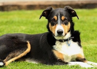 سائیڈ ویو - سفید اور ٹین نیوزی لینڈ کا ہیڈنگ والا کتا ایک ترنگا کالا باہر گھاس میں بچھا ہوا ہے۔