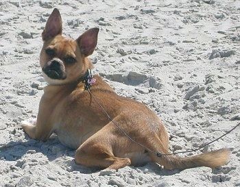 Стражњи део препланулог кола са белим псом Пуггат који лежи на пешчаној плажи и гледа у камеру. Има кратку косу и велике перканске уши.