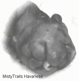 Közelről - fekete-fehér kép egy nagyon dagadt kiskutyáról, amelynek nyelve kilóg