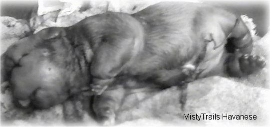 Fekete-fehér kép egy vízi kiskutya egy törülközőn. A kölyök nagyon dagadt.