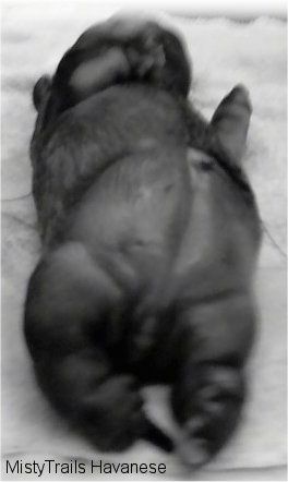 Черно-бяло изображение на водно кученце върху кърпа, поглед от задния край, гледащ към главата