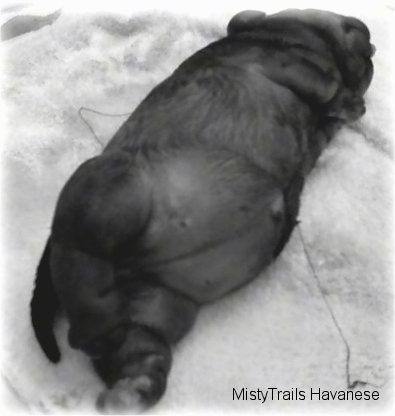 ภาพสีดำและสีขาวของลูกสุนัขน้ำบนผ้าขนหนูมุมมองจากด้านข้างของด้านหลังมองขึ้นไปที่ศีรษะ