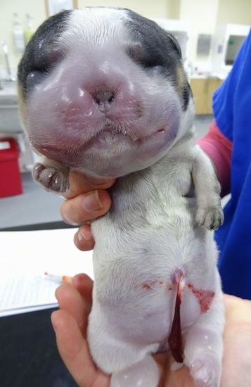 Un cadell anglès de cocker spaniel anglès que és sostingut per un veterinari. El gos té un cap enorme amb la cara inflada.