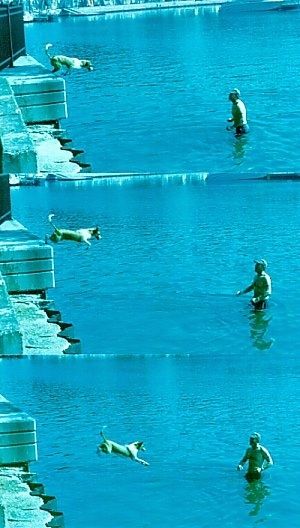 Arubian Cunucu가 사람에게 수영하기 위해 벽에서 물속으로 뛰어 드는 모습을 보여주는 일련의 사진