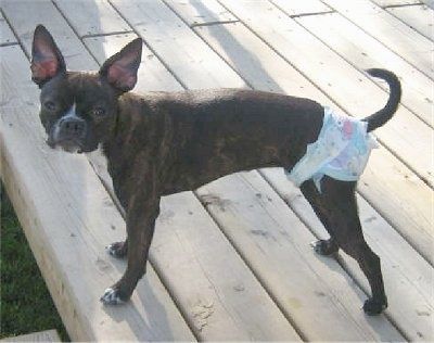 Рокси Бъгс, стояща на дървена палуба с пелена за кученца