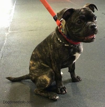 Anak anjing Jax the Buggs memakai tali leher dan kolar merah yang duduk di lantai konkrit dengan mulutnya terbuka