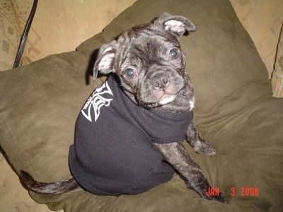 Кученцето Джейкъб Бъгс, облечено в черна тениска и седнало на възглавница на кучешко легло