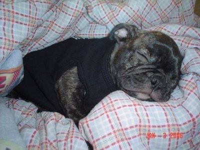 Jacob der Buggs Welpe trägt ein schwarzes Hemd und schläft in einer Decke