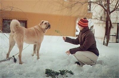 Seekor Anjing Kangal sedang berdiri di salji dan ada seorang wanita di depannya yang memegang dahan dengan daun kering di atasnya.