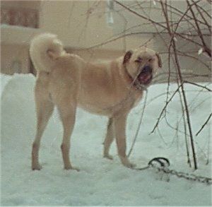 Įdegęs Kangal šuo stovi sniege ir laižo nosį