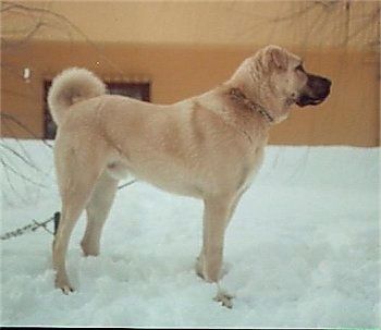 Profil Kanan - Seekor anjing Kangal sedang berdiri di salji di sebelah rumah tan.