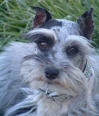 Zblízka střílel hlavou - modro-merle miniaturní schnauzzie leží venku v trávě. Pes má na sobě stříbrný límec s lesklými diamanty a srst je dlouhá na obličeji a bocích.
