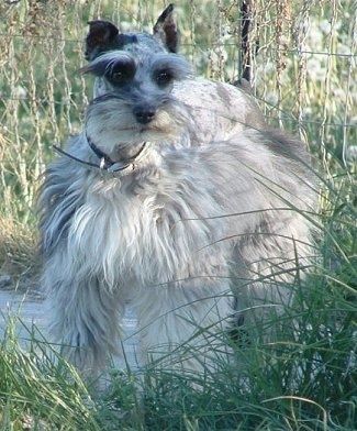 Auf einem Pfad zwischen hohem Gras steht ein ausgeflippter Blue-Merle-Zwergschnauzzie-Hund.