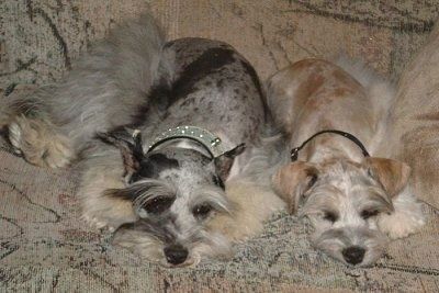 Merle Miniature Schnauzzies สองตัวกำลังนอนหลับอยู่บนโซฟาที่มีลวดลายสีแทน